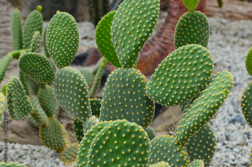cactus in a tropical garden or park  succulent plants in nature