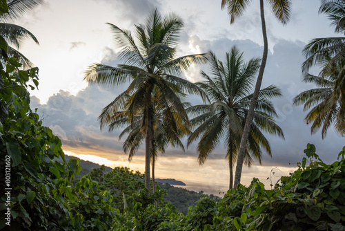 Floresta com palmeiras numa ilha  c  u com nuvens mas ensolarado  p  r do sol  