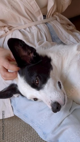 relaxed cute dog enjoys the touches and caresses of its owner's hand. lying on her laps on the floor in the living room. Vertical video footage