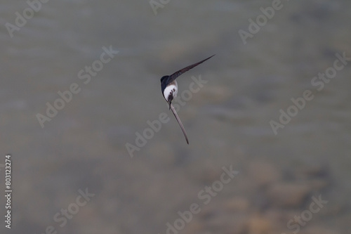 A common house martin in flight. house martin in the air with open wings. Black and white birds. Delichon urbicum. photo