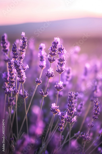 Lavender field at sunset, purple petals against the violet sky. Generative AI