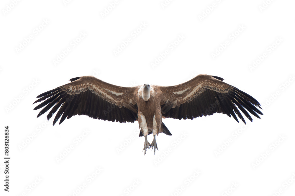 Fototapeta premium Buitre