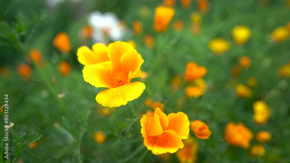California poppy flower. close up. detail. A closeup view of a California golden poppy flower. Pretty yellow poppy flower plants growing wild in fresh green garden. California poppy flower. close up. detail. A closeup view of a California golden poppy flower. Pretty yellow poppy flower plants growing wild in fresh green garden.