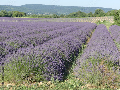 Paysage de Provence avec les champs de lavande