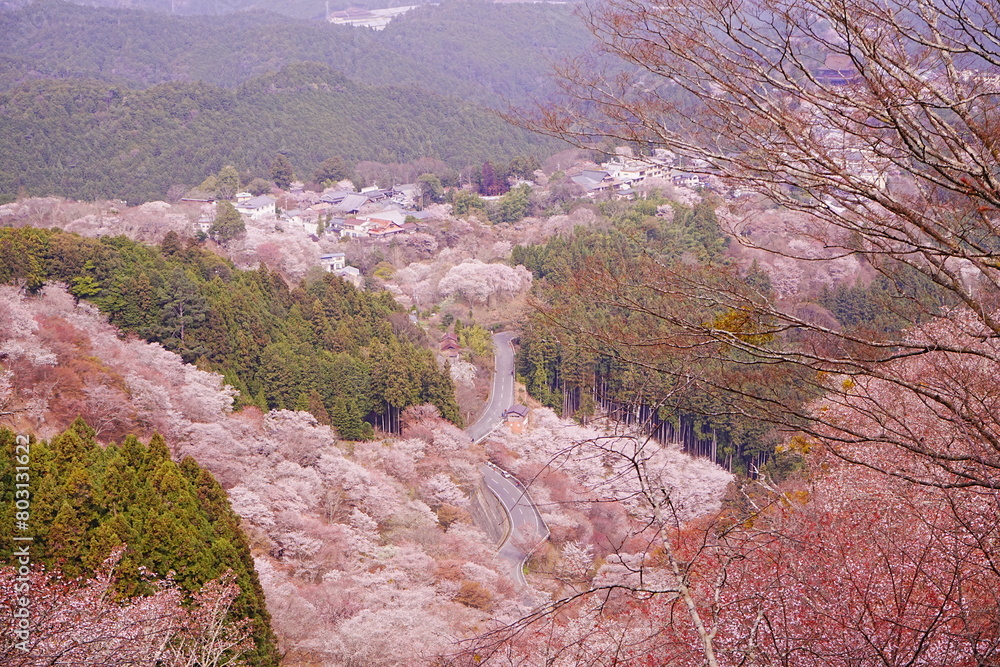 Pink Sakura Cherry Blossom on Mt. Yoshino or Yoshino-yama in Nara, Japan's Most Famous Cherry Blossom - 日本 奈良 吉野山の桜 春の景色