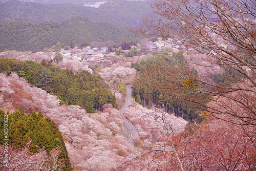 Obraz na płótnie Pink Sakura Cherry Blossom on Mt. Yoshino or Yoshino-yama in Nara, Japan's Most Famous Cherry Blossom - 日本 奈良 吉野山の桜 春の景色 w salonie