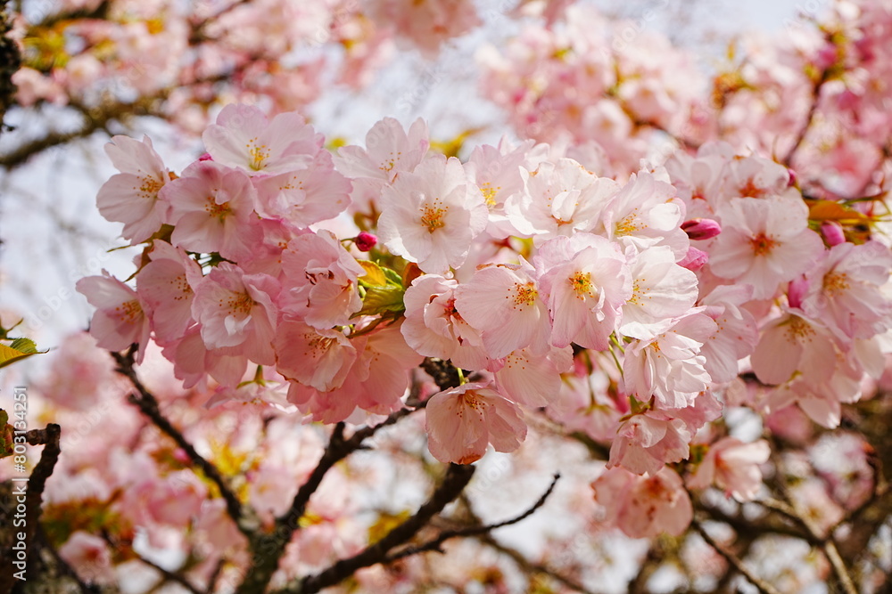 Pink Sakura Cherry Blossom on Mt. Yoshino or Yoshino-yama in Nara, Japan's Most Famous Cherry Blossom - 日本 奈良 吉野山の桜 春の景色 Pink Sakura Cherry Blossom on Mt. Yoshino or Yoshino-yama in Nara, Japan's Most Famous Cherry Blossom - 日本 奈良 吉野山の桜 春の景色