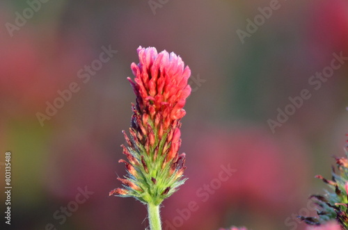 red clover flower, closeup	