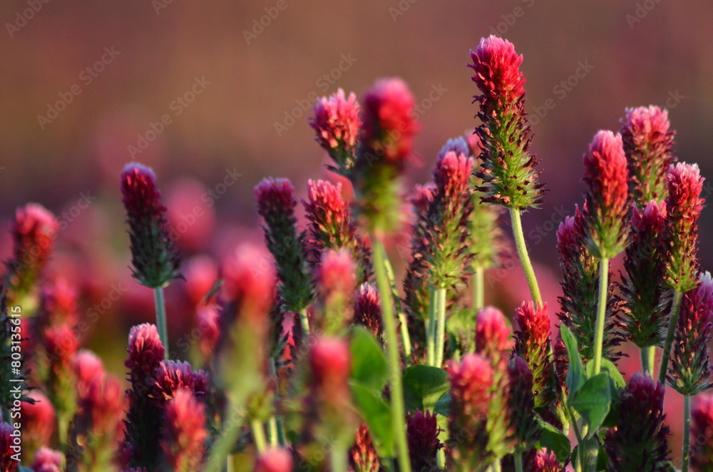 Trifolium incarnatum, filed with red clover flower, closeup Trifolium incarnatum, filed with red clover flower, closeup