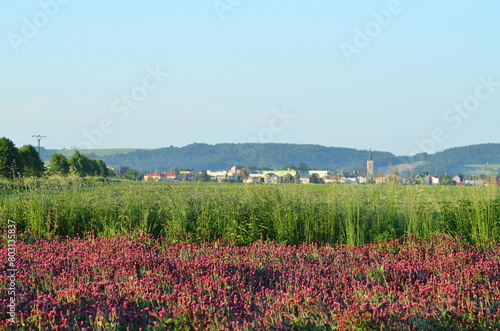 beautiful view of a field with red clover  Czech landscape