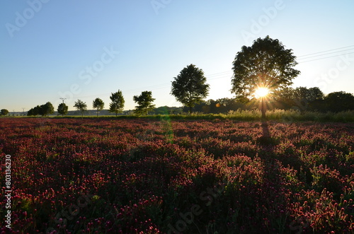 Trifolium incarnatum, filed with red clover flower, closeup