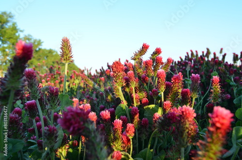 Trifolium incarnatum, filed with red clover flower, closeup
