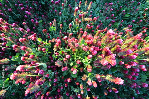 red clover flower, closeup	