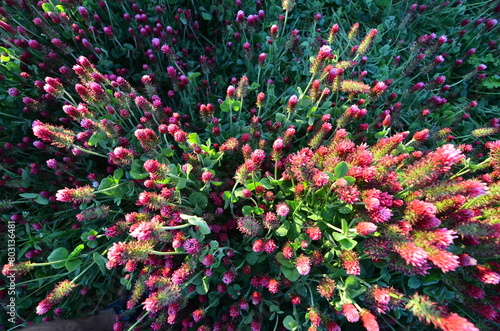 Trifolium incarnatum, filed with red clover flower, closeup