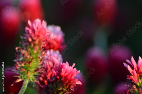 Trifolium incarnatum, filed with red clover flower, closeup