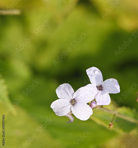 Beautiful close-up of lunaria rediviva photo