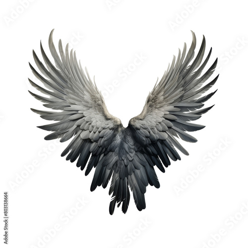 Beautiful Detailed Gray Bird Wings Spread on transpart © Tony A