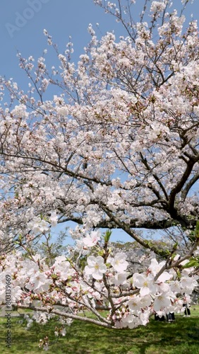 満開の桜（福岡市舞鶴公園）