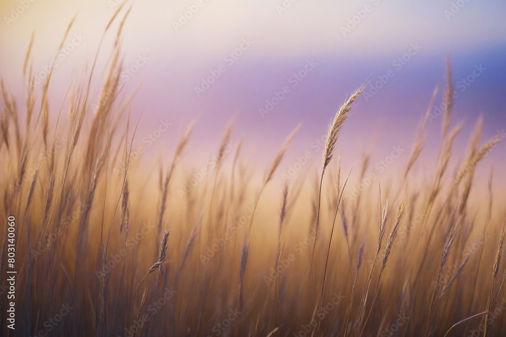 reeds at sunset reeds at sunset