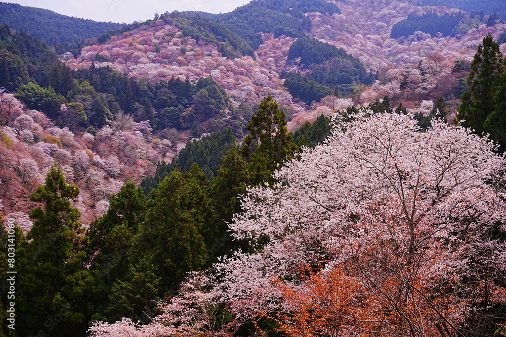 Pink Sakura Cherry Blossom on Mt. Yoshino or Yoshino-yama in Nara, Japan's Most Famous Cherry Blossom - 日本 奈良 吉野山の桜 春の景色 Pink Sakura Cherry Blossom on Mt. Yoshino or Yoshino-yama in Nara, Japan's Most Famous Cherry Blossom - 日本 奈良 吉野山の桜 春の景色