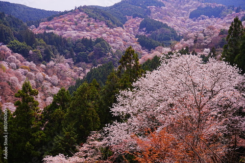 Obraz na płótnie Pink Sakura Cherry Blossom on Mt. Yoshino or Yoshino-yama in Nara, Japan's Most Famous Cherry Blossom - 日本 奈良 吉野山の桜 春の景色 w salonie