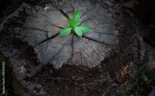 Emerging from the ashes of the past,you can be reborn.it's a chance to transform,taking the lessons learned and evolving into a stronger,more resilient you.Young plants try to regenerate on dead stump
