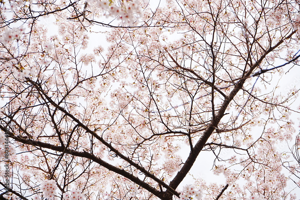 Pink Sakura Cherry Blossom on Mt. Yoshino or Yoshino-yama in Nara, Japan's Most Famous Cherry Blossom - 日本 奈良 吉野山の桜 春の景色 Pink Sakura Cherry Blossom on Mt. Yoshino or Yoshino-yama in Nara, Japan's Most Famous Cherry Blossom - 日本 奈良 吉野山の桜 春の景色