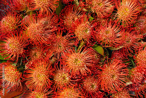 Leucospermum cordifolium. Bright exotic background of ornamental pincushion flowers