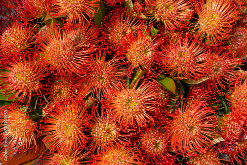 Leucospermum cordifolium. Bright exotic background of ornamental pincushion flowers photo