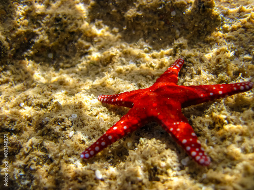 Red starfish on the bottom of a coral reef in the Red Sea photo