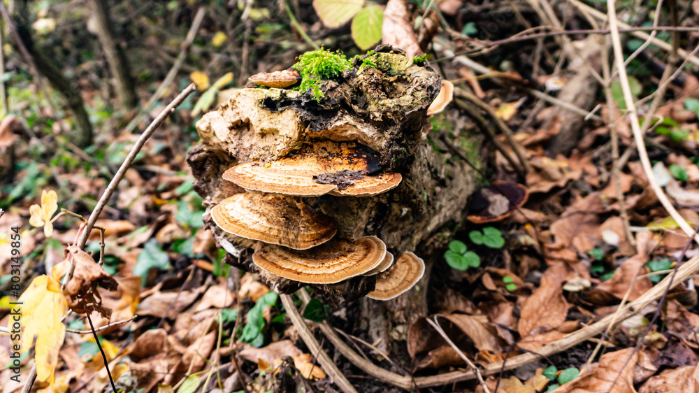 Beautiful mushroom on a tree in Europe Beautiful mushroom on a tree in Europe