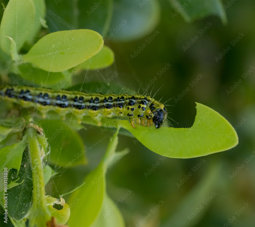 Natürliche Natur aus der Nähe gesehen, Raupe des Buchsbaumzünsler (Cydalima perspectalis) Natürliche Natur aus der Nähe gesehen, Raupe des Buchsbaumzünsler (Cydalima perspectalis)