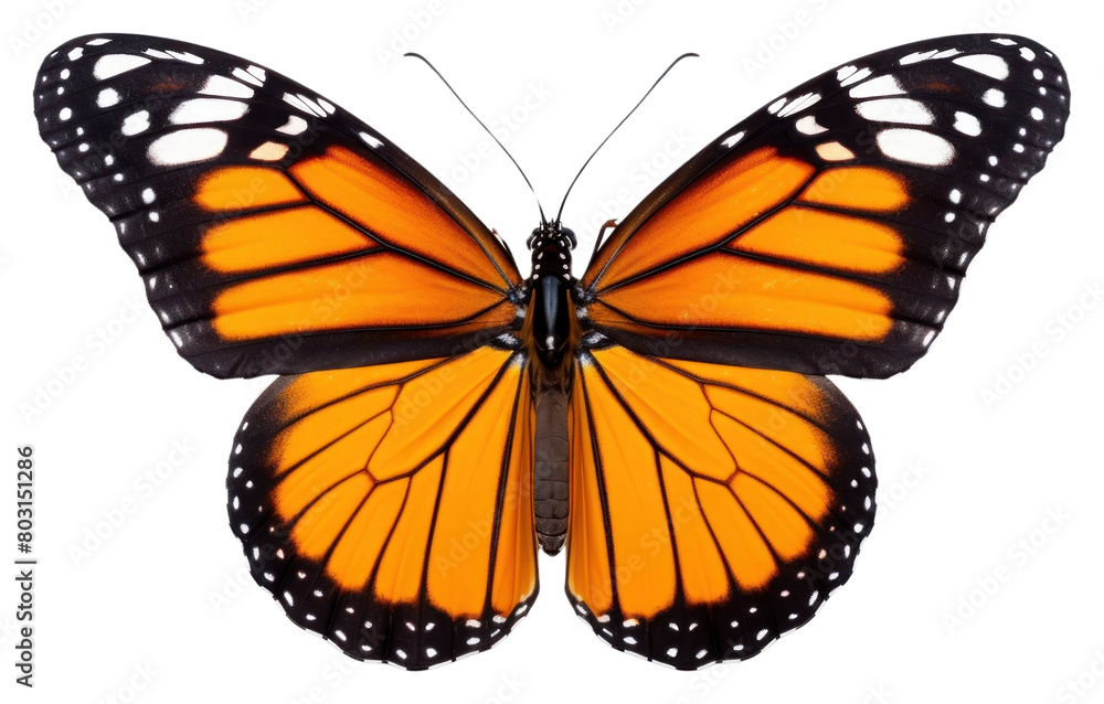 Fototapeta premium PNG Flyinh butterflies butterfly insect animal