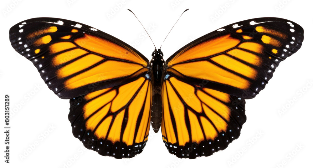 Fototapeta premium PNG Flyinh butterflies butterfly animal insect