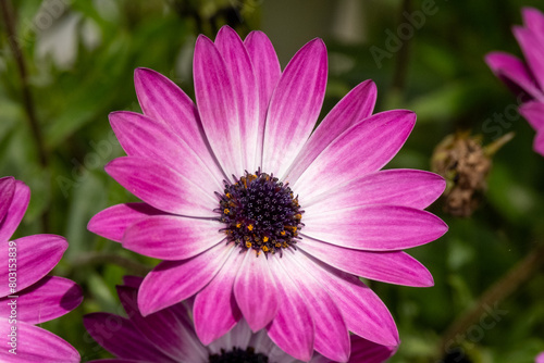 pink cosmos flower in garden