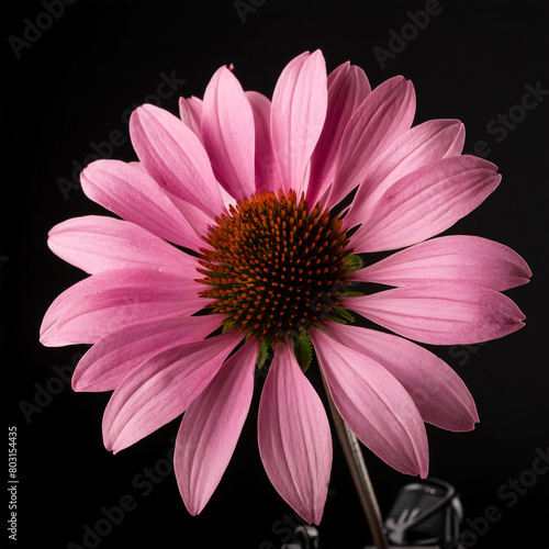 pink gerber daisy on black