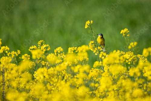 A yellow wagtail in a canola field	 photo