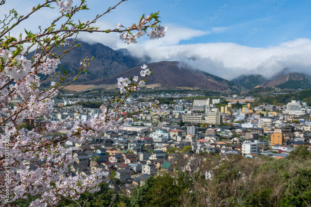 sakura blossom at Yukemuri Observatory with blur Beppu city