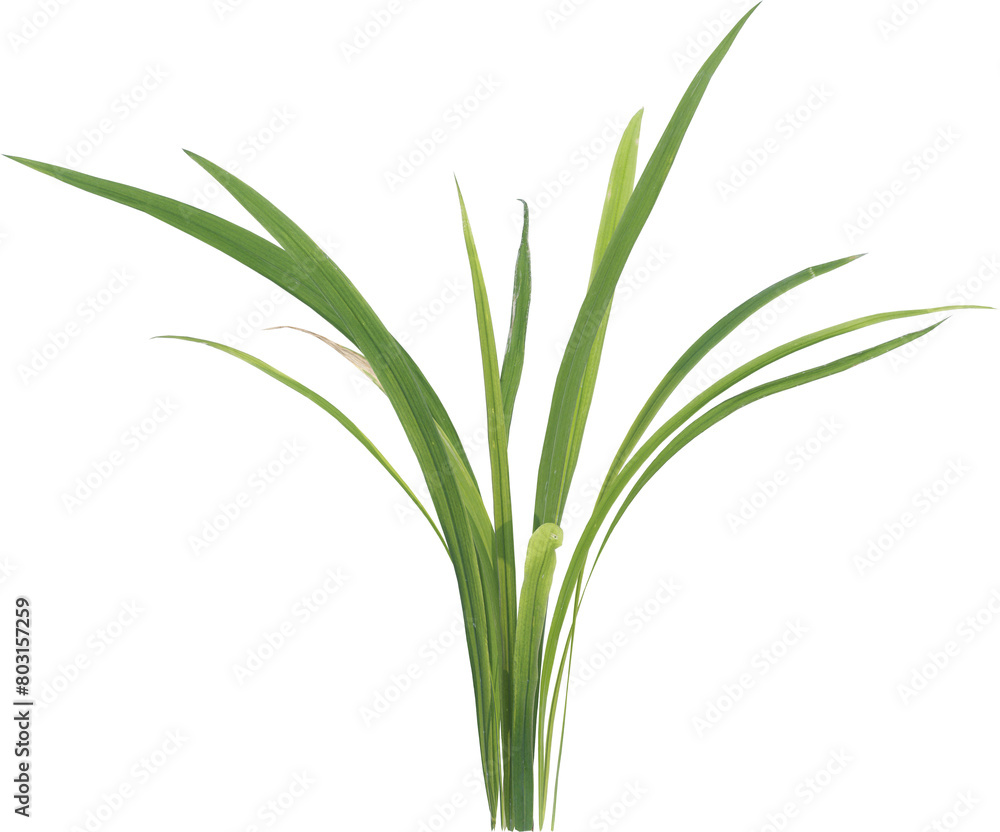 Side view of forest grass