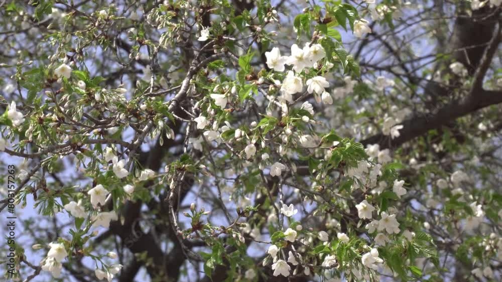 fragrant flowers that can be seen in spring fragrant flowers that can be seen in spring