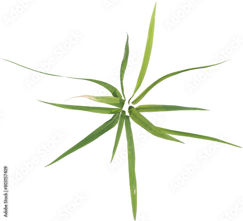 Top view of forest grass