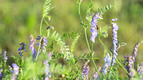 Vicia cracca (tufted, cow , bird, blue or boreal vetch) is a species of vetch native to Europe and Asia. It occurs on other continents as an introduced species, including North America. photo