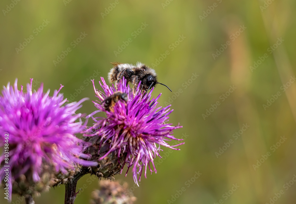 A bumblebee sits on a pink burdock flower Arctium lappa, close-up, focus on the insect A bumblebee sits on a pink burdock flower Arctium lappa, close-up, focus on the insect