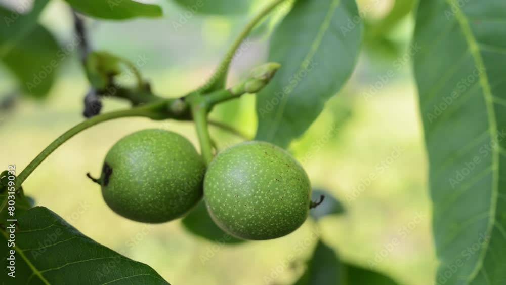 Green walnut hanging on a tree branch. Green walnut hanging on a tree branch.