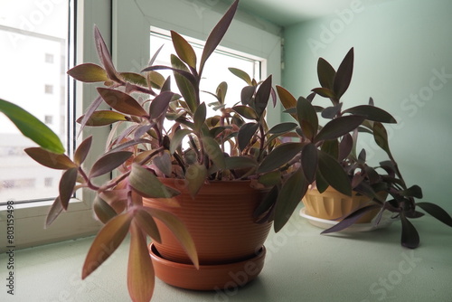 Tradescantia, genus of herbaceous perennial wildflowers inCommelinaceae. Inchplant, wandering jew, spiderwort, dayflower and trad. Tradescantia in pots are on the windowsill. Flowers in the interior photo