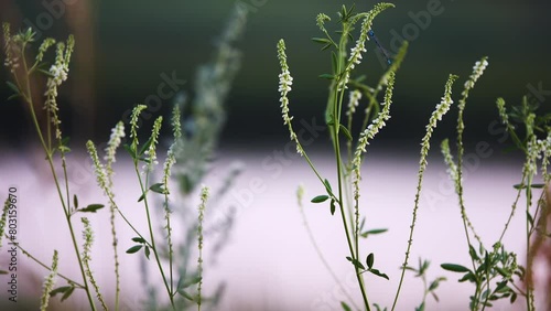 Melilotus albus, known as honey clover, white melilot, Bokhara clover, white sweetclover, and sweet clover, is nitrogen-fixing legume in family Fabaceae. Melilotus albus is considered honey plant. photo