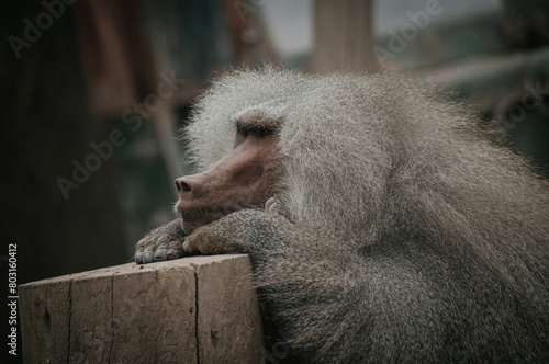 Tapety artystyczne Bored baboon