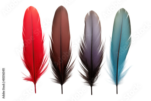 Groups of Birds Multicolor feathers PNG isolated on Transparent and white background - Birds Plumage Feather pattern © Stock - Realm