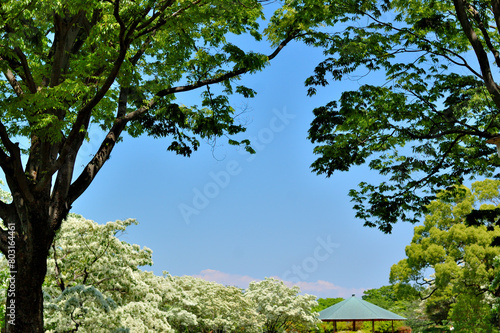 なんじゃもんじゃの花咲く公園