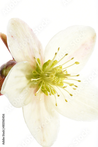 Christrose, Helleborus niger photo